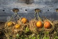 Close-up Cantaloupe melons growing in a greenhouse Royalty Free Stock Photo