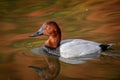 Close up of a Canvasback Duck swimming
