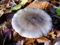 Clitocybe nebularis mushroom Royalty Free Stock Photo