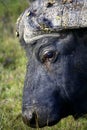 A close up of a Cape Buffalo's face