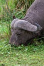 Close-up of cape buffalo Syncerus caffergrazing in swamp