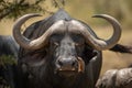 Close-up of Cape buffalo with yellow-billed oxpecker