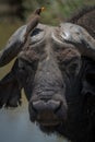 Close-up of Cape buffalo and yellow-billed oxpecker