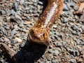 Close-up of a cape cobra snake coiled atop a gritty, rocky surface with scattered gravel around it Royalty Free Stock Photo