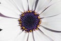 Close up of cape daisy Royalty Free Stock Photo