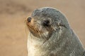 Close up of Cape fur seal, Arctocephalus pusillus, on rocks in soft warm light. Cape cross, Skeleton Coast, Namibia Royalty Free Stock Photo