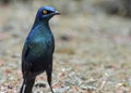 Cape glossy starling South Africa Royalty Free Stock Photo