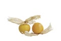 Close up cape gooseberry fruits Physalis peruviana on white background.Commonly called goldenberry, golden berry, Pichub Royalty Free Stock Photo