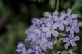 Close up Cape Leadwort flower Plumbago auriculata Royalty Free Stock Photo