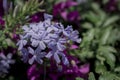 Close up Cape Leadwort flower Plumbago auriculataClose up Cape Leadwort flower Plumbago auriculata Royalty Free Stock Photo