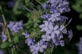 Close up Cape Leadwort flower Plumbago auriculata Royalty Free Stock Photo