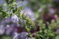 Close up Cape Leadwort flower Plumbago auriculata Royalty Free Stock Photo