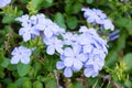 Close up Cape Leadwort flower ( Plumbago auriculata ) Royalty Free Stock Photo