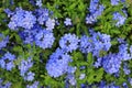 Close-up cape leadwort Plumbago auriculata flower in the garden Royalty Free Stock Photo