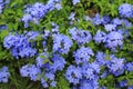 Close-up cape leadwort Plumbago auriculata flower in the garden Royalty Free Stock Photo