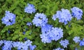 Close-up cape leadwort Plumbago auriculata flower in the garden Royalty Free Stock Photo