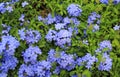 Close-up cape leadwort Plumbago auriculata flower in the garden Royalty Free Stock Photo