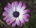 Close up of Cape Marguerite, Dimorphotheca ecklonis pink flower, single macro perfect flower Van Stadens river daisy