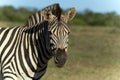 Close up of Cape mountain zebra