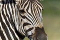 Close up of Cape mountain zebra