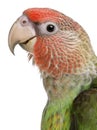 Close-up of Cape Parrot, Poicephalus robustus, 8 months old