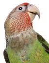 Close-up of Cape Parrot, Poicephalus robustus, 8 months old