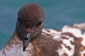 Close-up of Cape petrel, marine bird of New Zealand