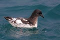 Portrait of Cape petrel, marine bird of New Zealand