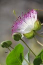Caper flower - Capparis spinosa and buds Royalty Free Stock Photo