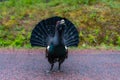 Close up of a large and angry wood grouse Royalty Free Stock Photo