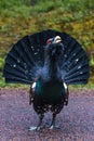 Close up of a large playing and very angry wood grouse Royalty Free Stock Photo