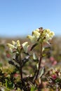 Close-up of a capitate lousewort Pedicularis capitata on the Canadian arctic tundra Royalty Free Stock Photo