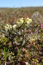 Close-up of a capitate lousewort Pedicularis capitata on the Canadian arctic tundra