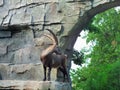 Close up of a capricorn standing on the rocks in a zoo