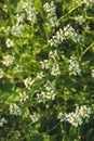 Close up of Capsella bursa-pastoris blooming in spring field. Summer Spring nature background.