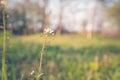 Close up of Capsella bursa-pastoris blooming in spring field. Summer Spring nature background.