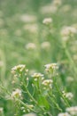 Close up of Capsella bursa-pastoris blooming in spring field. Summer Spring nature background.