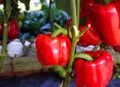 Close up capsicum annuum red sweet pepper group with water drops hanging on vine of tree in organic vegetables farm background Royalty Free Stock Photo