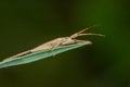 Close up of a capsid bug, Lygocoris pabulinus, on a blade of grass. Royalty Free Stock Photo