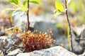 Close-up of capsules sporophytes of moss Polytrichum commune, common haircap Royalty Free Stock Photo