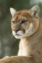 Close-up of captive cougar / puma / mountain lion