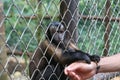 Captive monkey inside a cage Royalty Free Stock Photo