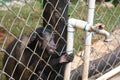 Captive monkey inside a cage Royalty Free Stock Photo