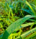 Close up of capture dew drops on green leaf Royalty Free Stock Photo