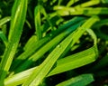 Close up of capture dew drops on green leaf Royalty Free Stock Photo