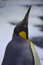 Close Up capture of King Penguin lifting its head high up in the sky Royalty Free Stock Photo