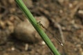 a close up capture of needle dragonfly with brown background