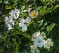 Blackberry Blossoms Background.