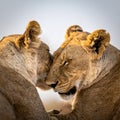 Tender Moment Between Two Lionesses Royalty Free Stock Photo