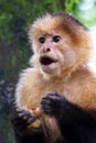 Close-up of a Capuchin monkey sitting on a branch in Costa Rica Royalty Free Stock Photo